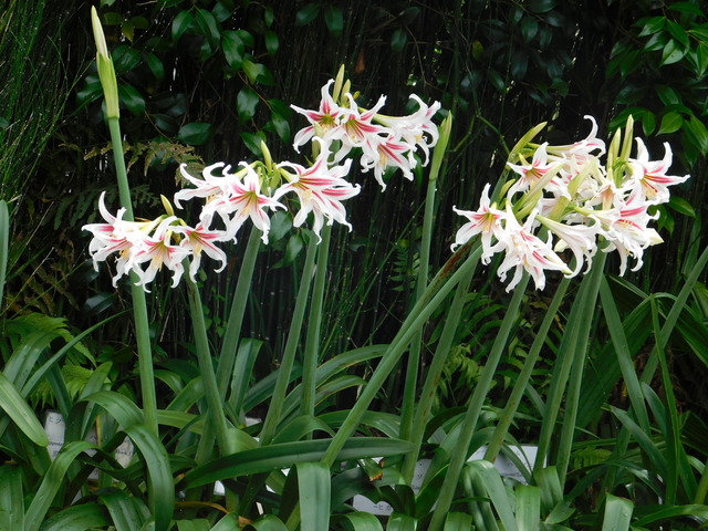 DSCN4519.JPG