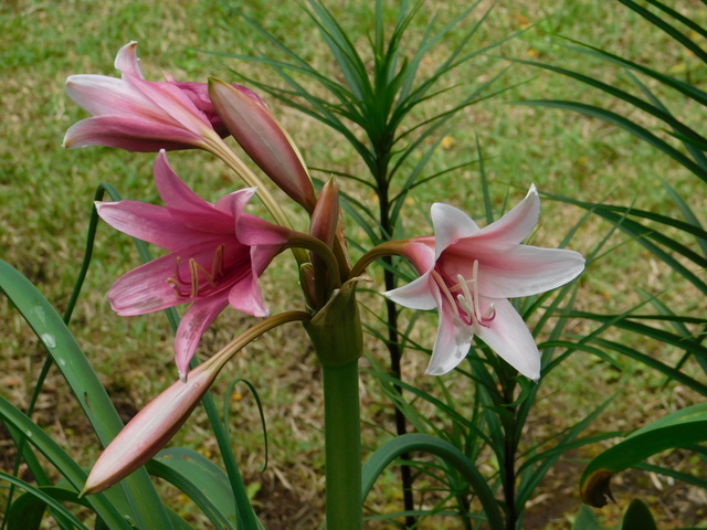 DSCN4542.JPG