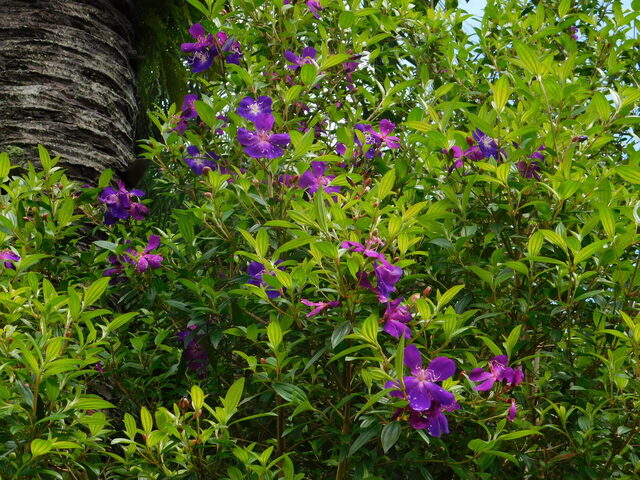 DSCN4544.JPG