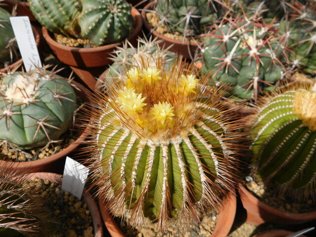 DSCN4559.JPG