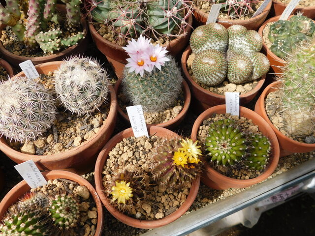 DSCN4563.JPG