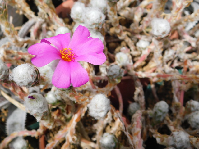 DSCN4571.JPG