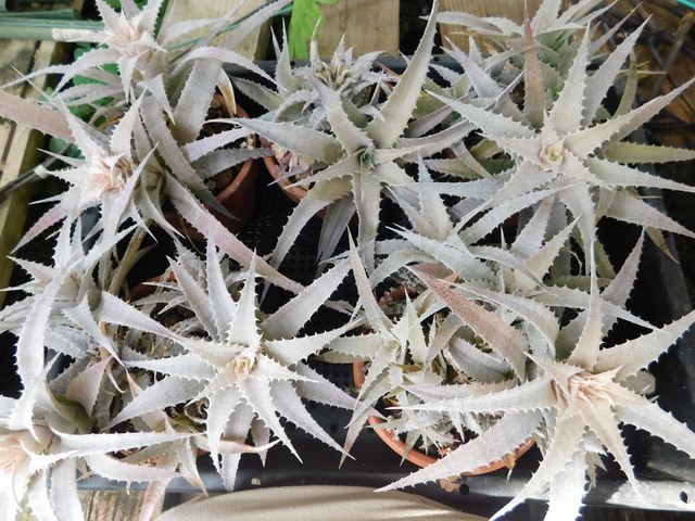 DSCN4577.JPG