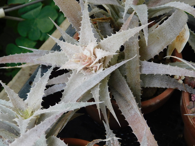 DSCN4579.JPG