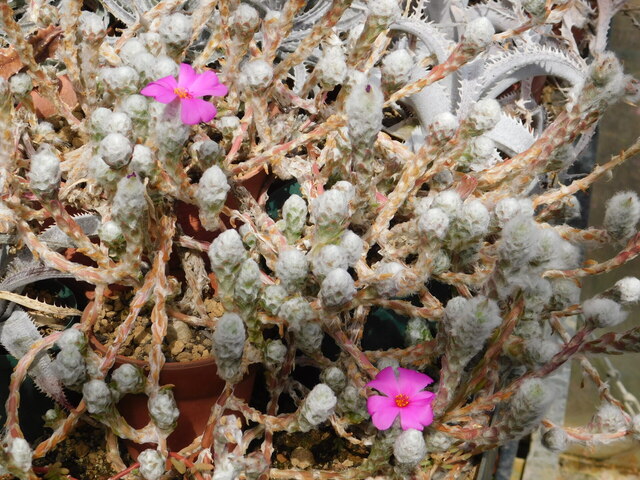 DSCN4580.JPG