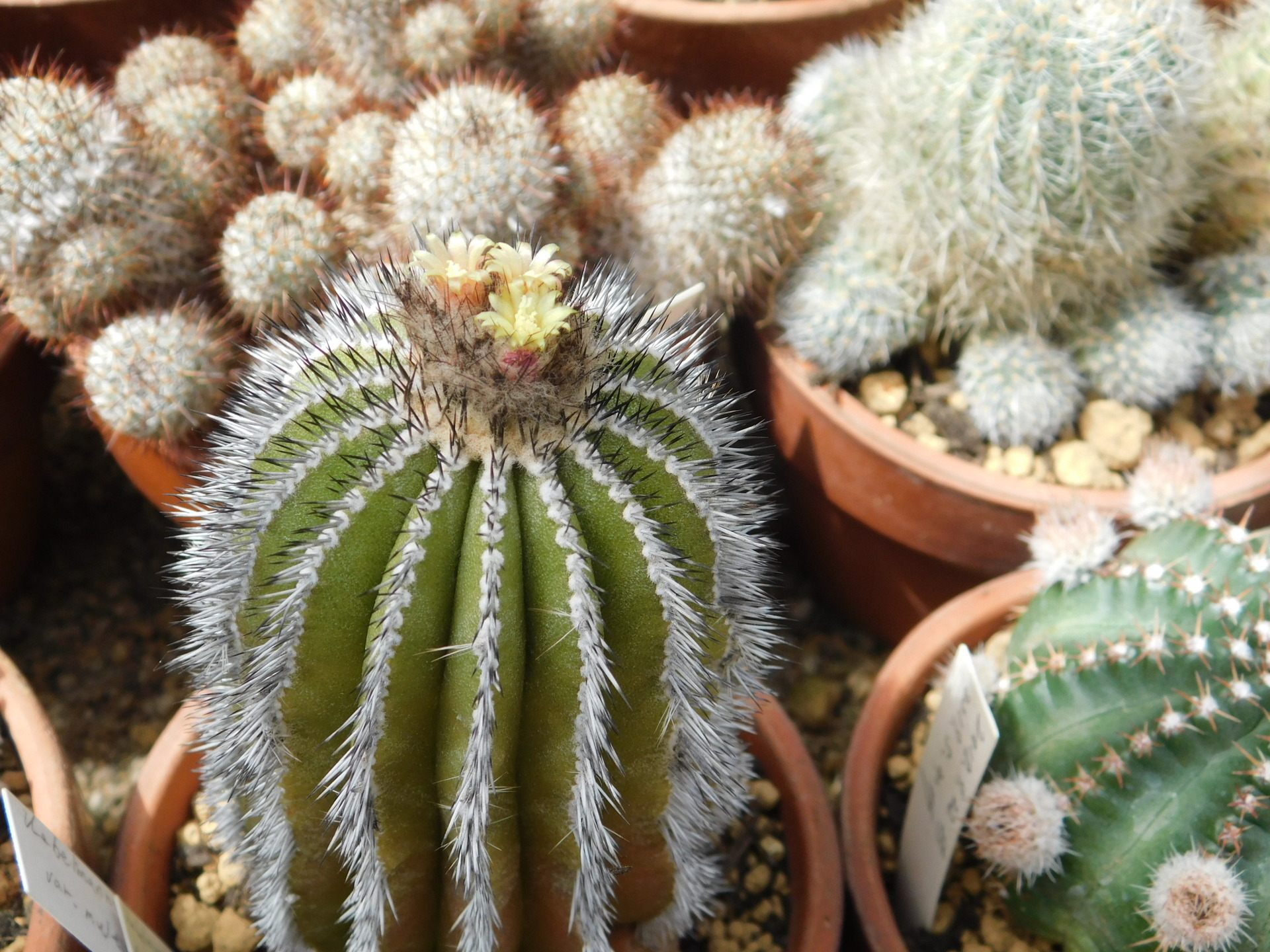 サボテンの春Part2: 学芸員の独り言