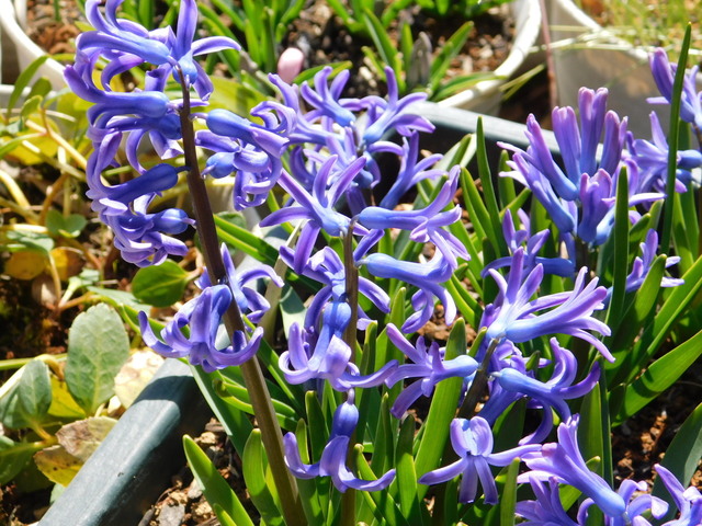 DSCN4610.JPG