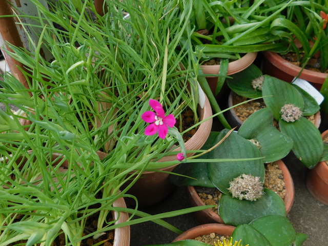 DSCN4676.JPG