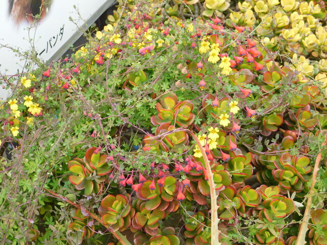DSCN4679.JPG