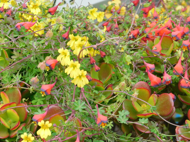 DSCN4681.JPG