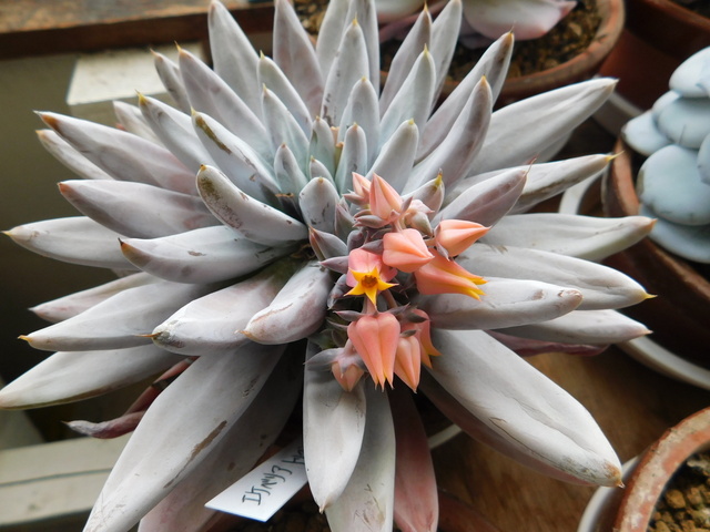 DSCN4778.JPG