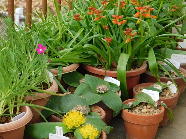 DSCN4786.JPG