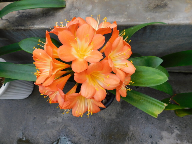 DSCN4806.JPG