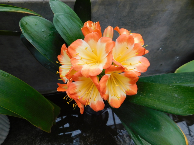 DSCN4808.JPG