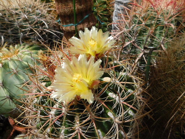 DSCN4848.JPG