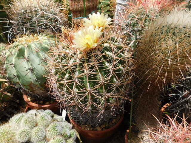 DSCN4850.JPG