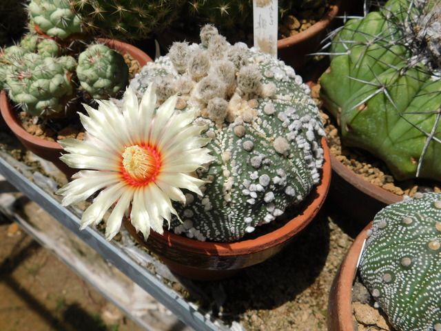 DSCN4860.JPG