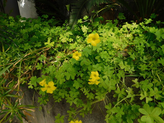 DSCN4863.JPG