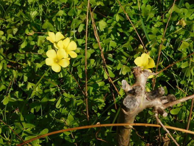 DSCN4870.JPG