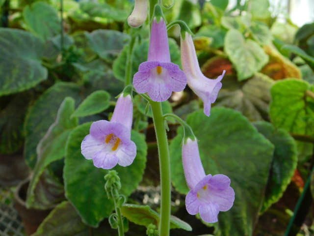 DSCN4874.JPG