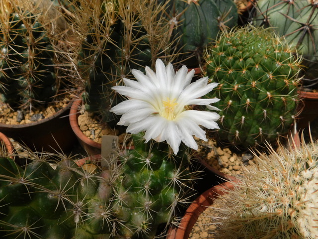 DSCN4874.JPG