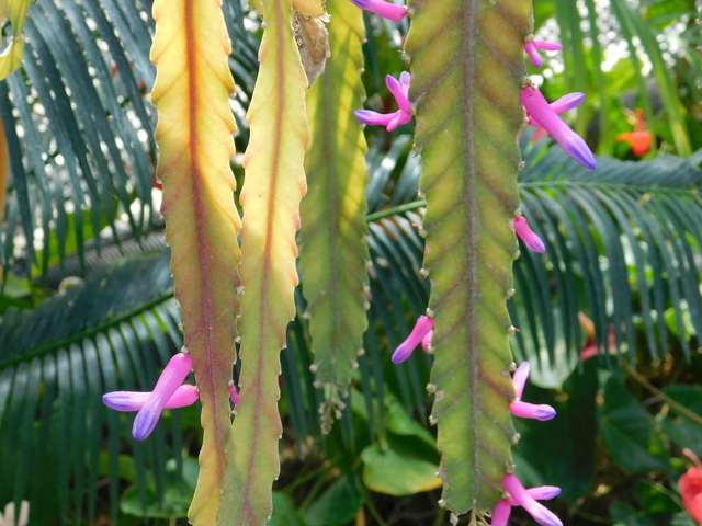 DSCN4889.JPG