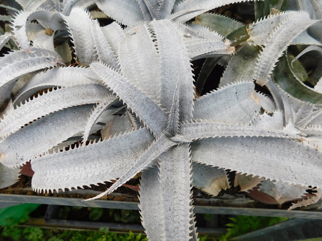 DSCN4892.JPG