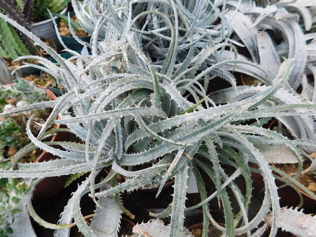 DSCN4894.JPG