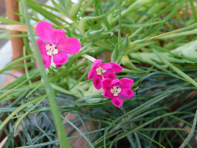 DSCN4920.JPG