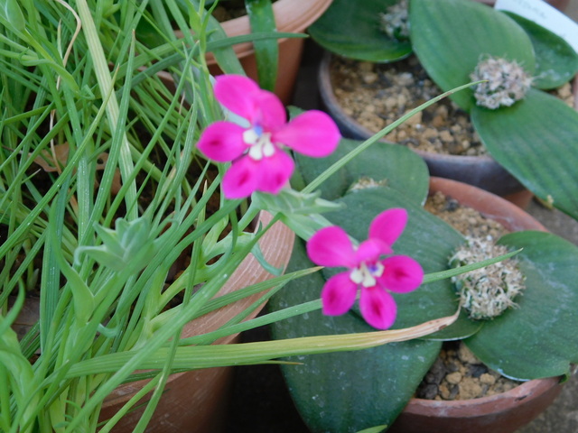 DSCN4921.JPG