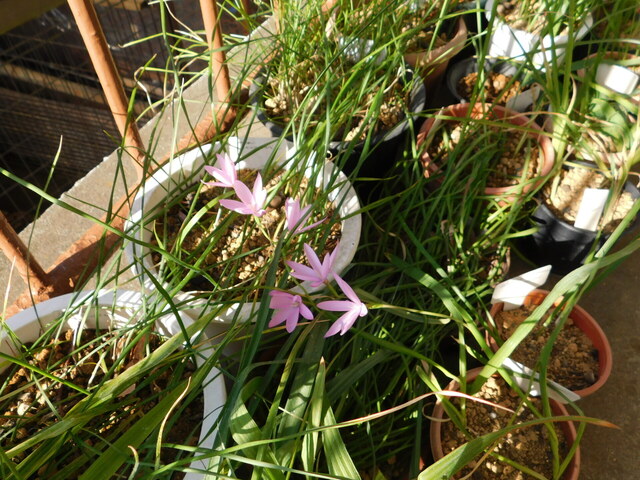 DSCN4930.JPG