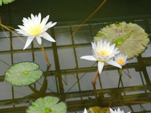 DSCN4947.JPG