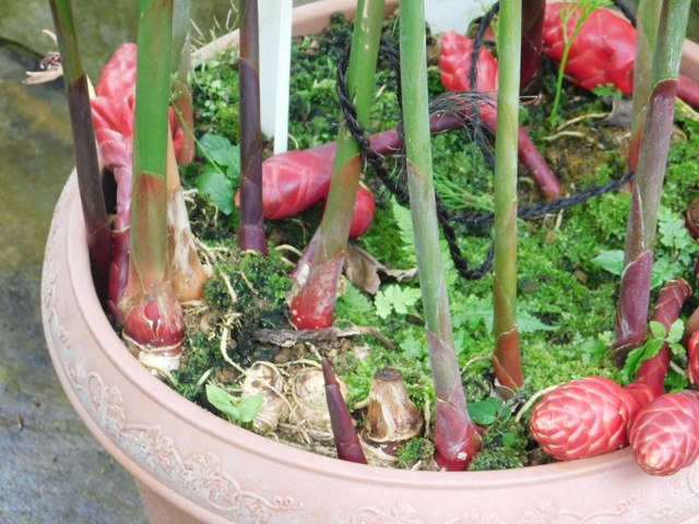 DSCN4950.JPG