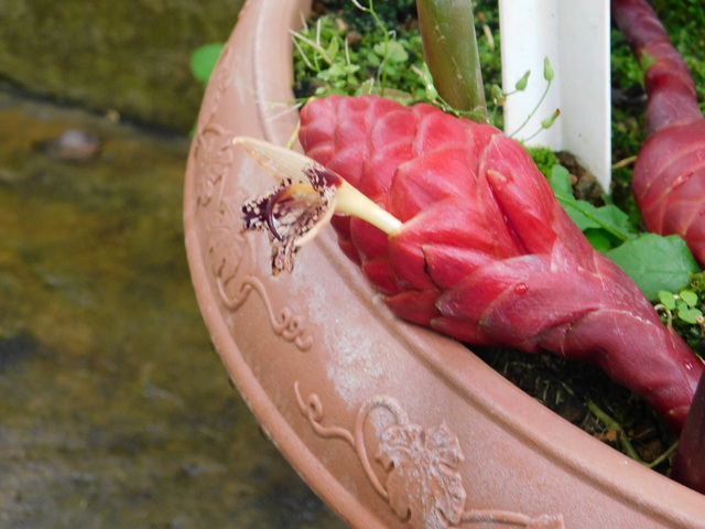 DSCN4952.JPG