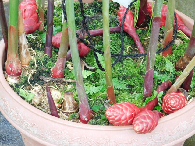 DSCN4953.JPG