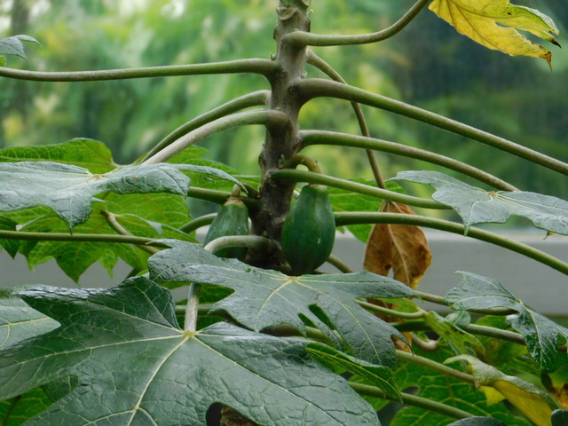 DSCN4956.JPG