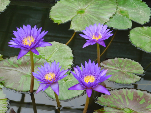 DSCN4959.JPG
