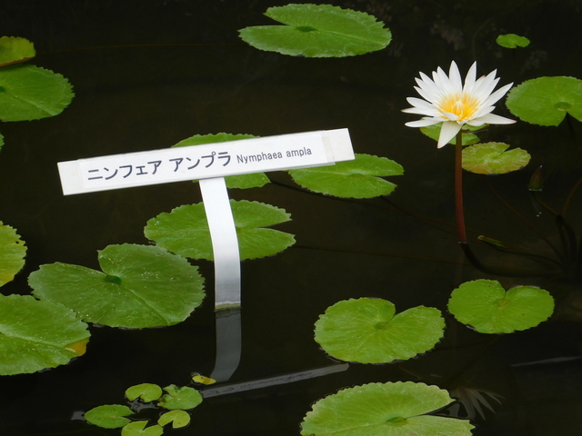 DSCN4964.JPG