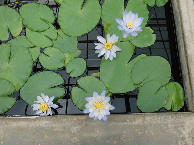 DSCN4966.JPG
