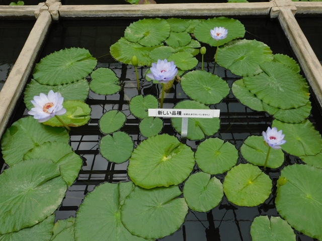 DSCN4970.JPG