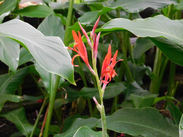 DSCN4975.JPG