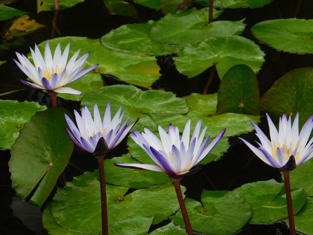 DSCN4976.JPG