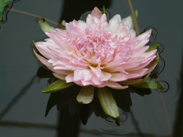 DSCN4991.JPG