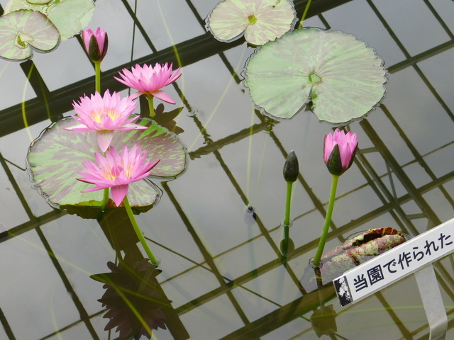 DSCN4992.JPG