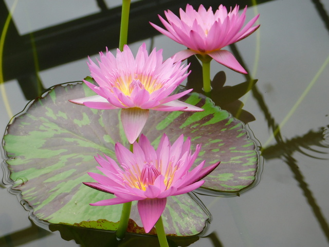 DSCN4994.JPG