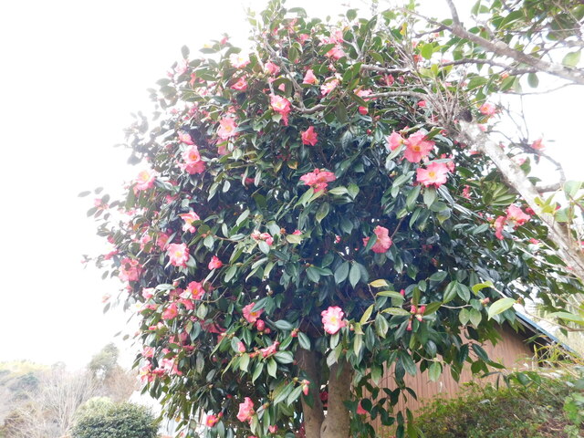 DSCN4998.JPG