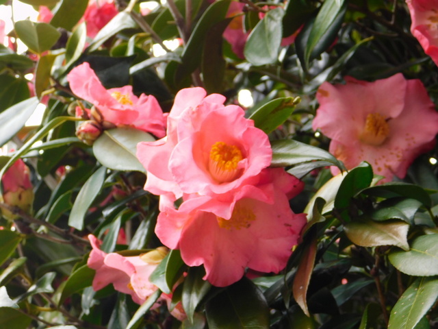 DSCN5003.JPG