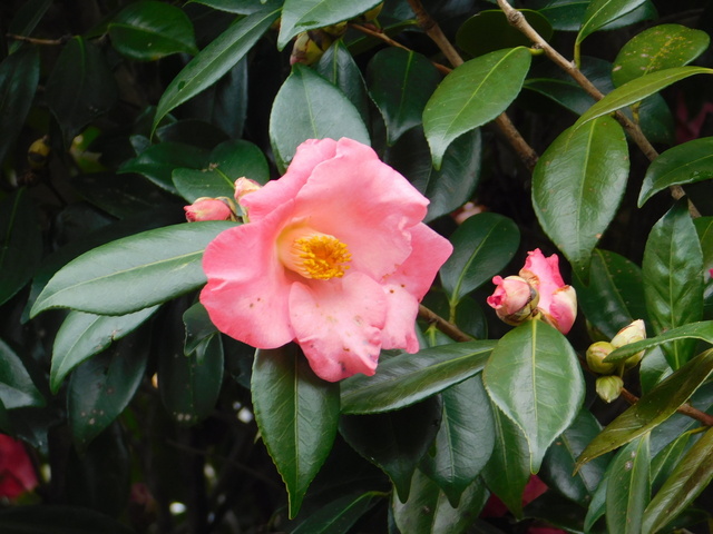 DSCN5005.JPG