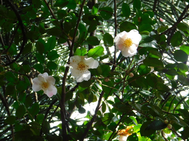 DSCN5029.JPG