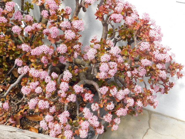 DSCN5038.JPG